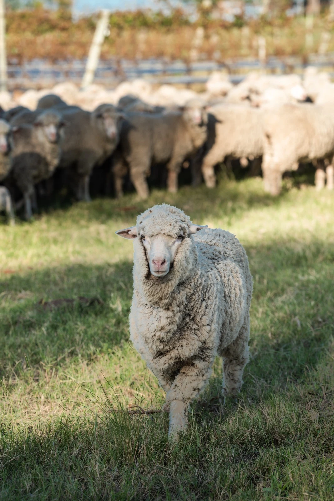 Majada de ovejas Merino fino